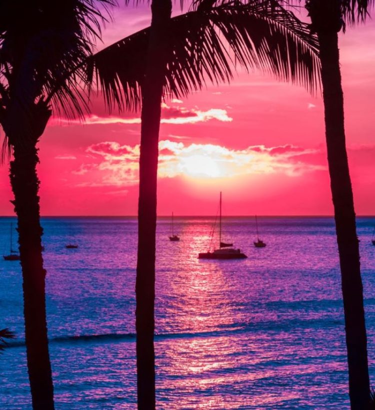 sailboats-in-silhouette-off-palm-tree-island-coast-2023-11-27-05-15-53-utc
